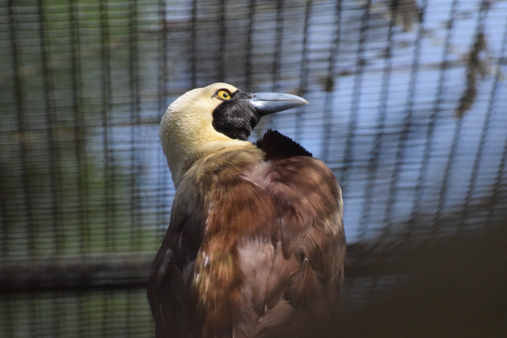 Raggiana bird-of-paradise