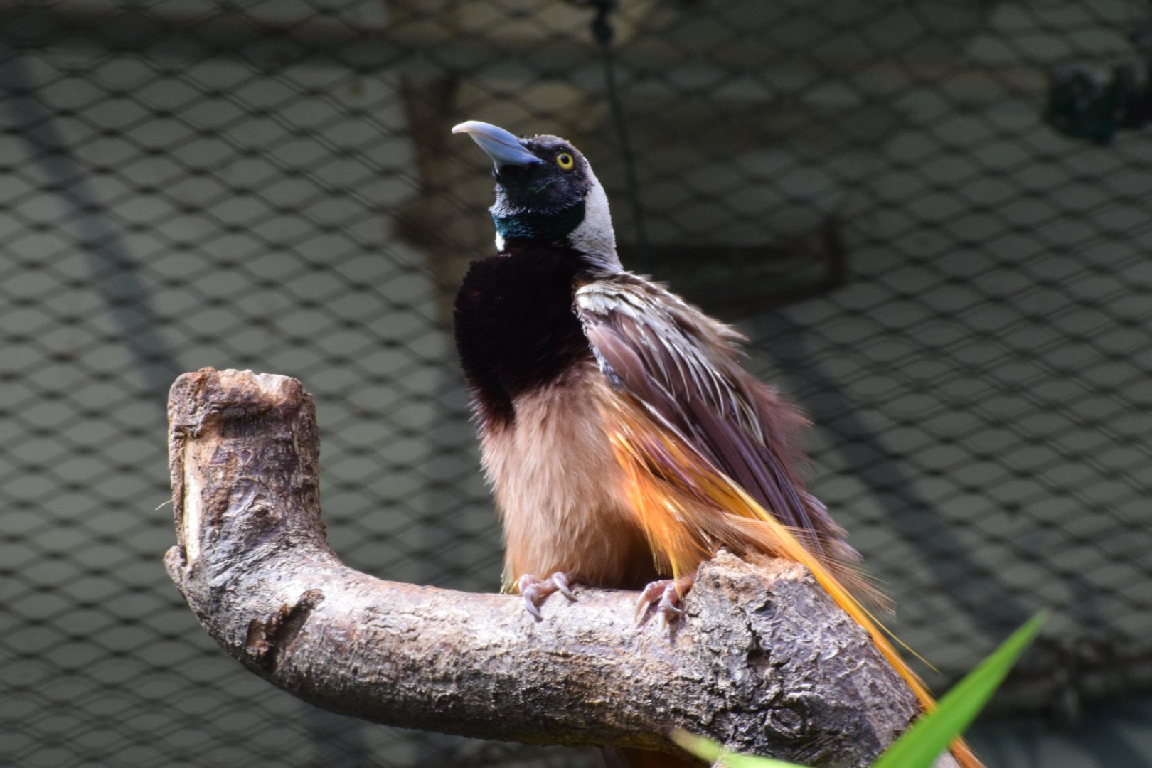 Raggiana bird-of-paradise