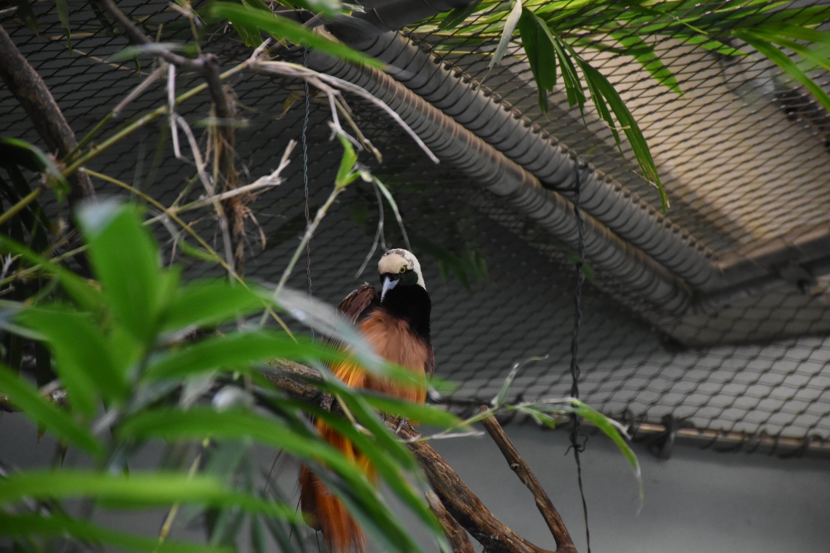 Raggiana Bird-of-paradise