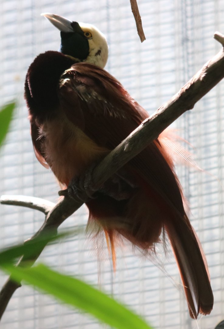 Raggiana Bird of Paradise