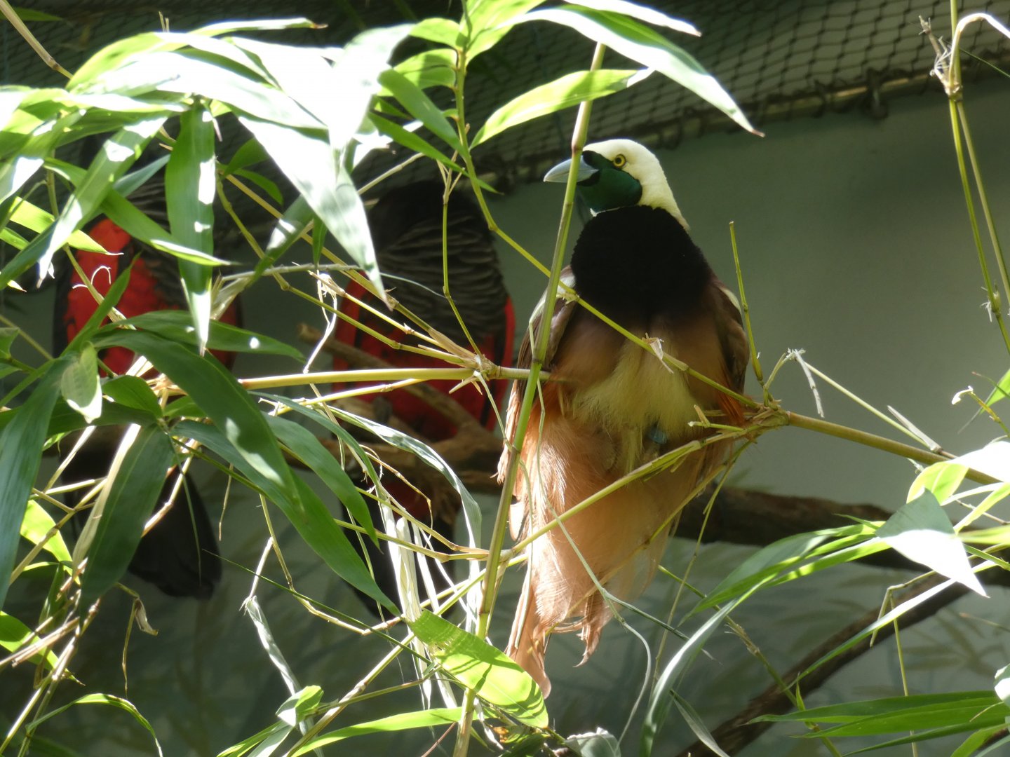 Raggiana bird-of-paradise