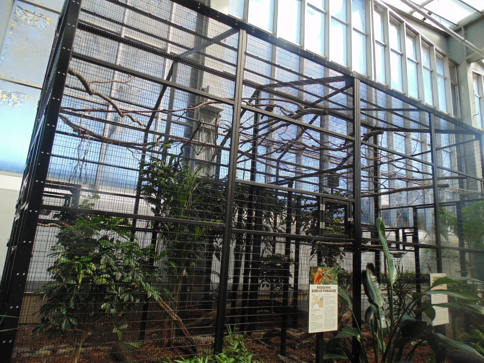 Raggiana BOP Exhibit in Wetlands Area