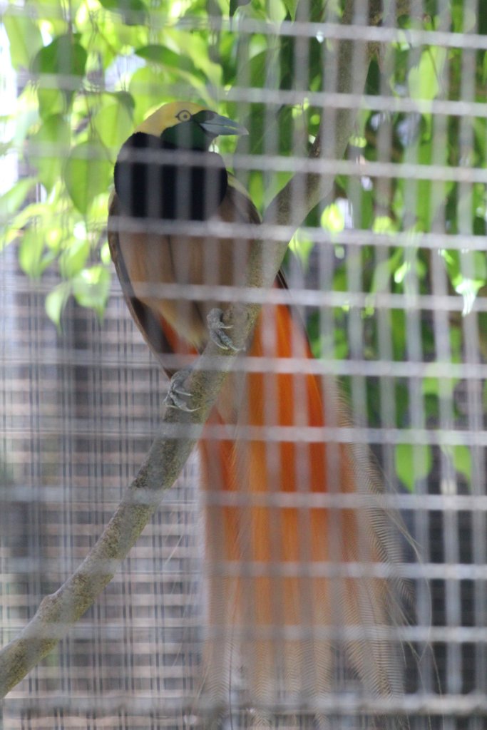 Raggiana's Bird of Paradise