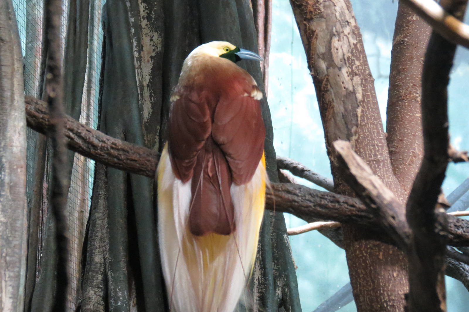 Raginna Bird of Paradise