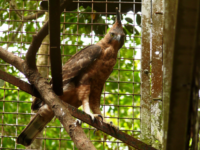 Ragunan Zoo Jakarta - Javan hawk eagle