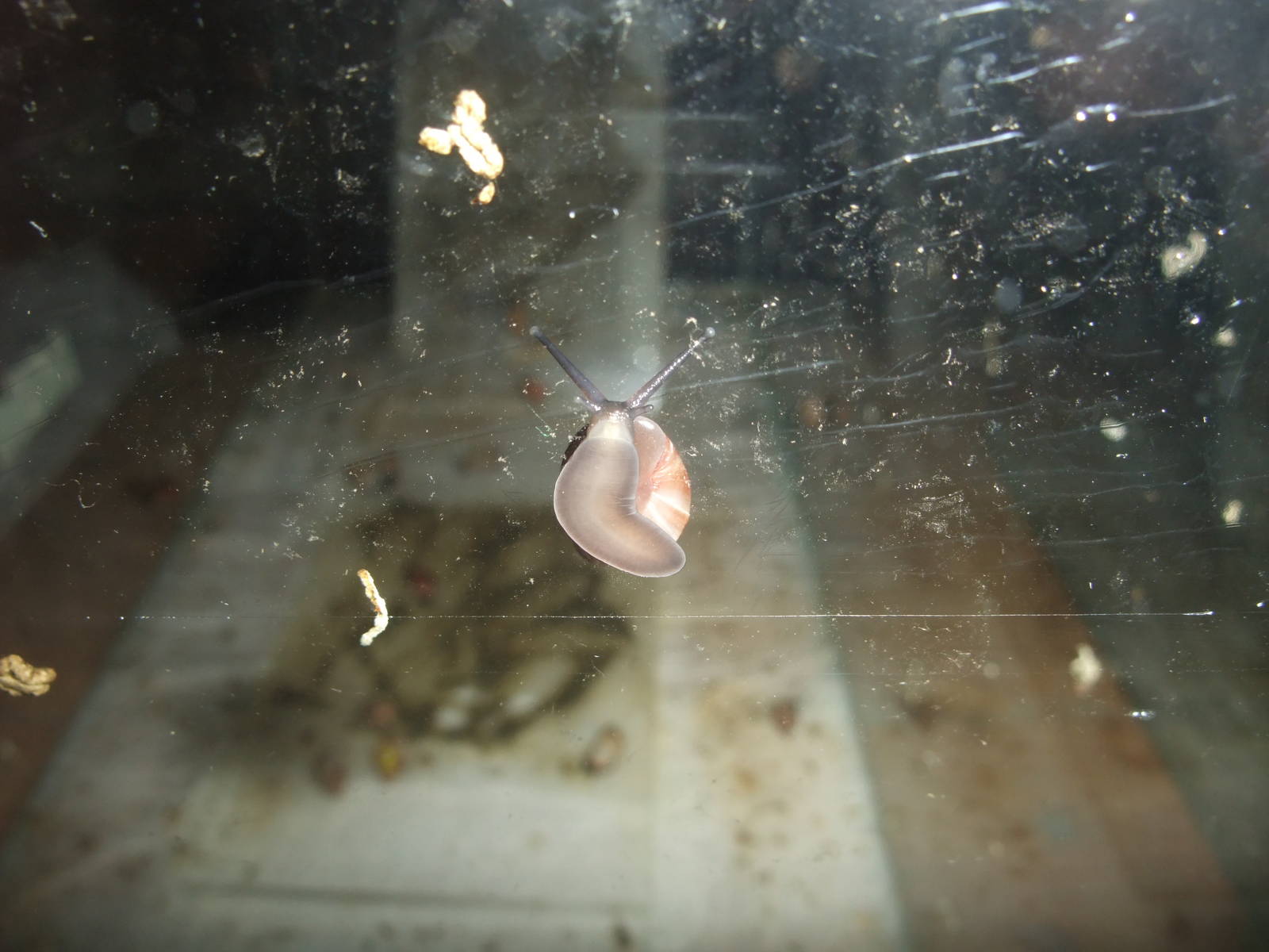 Raiatean Tree Snail at Bristol, 06/02/12