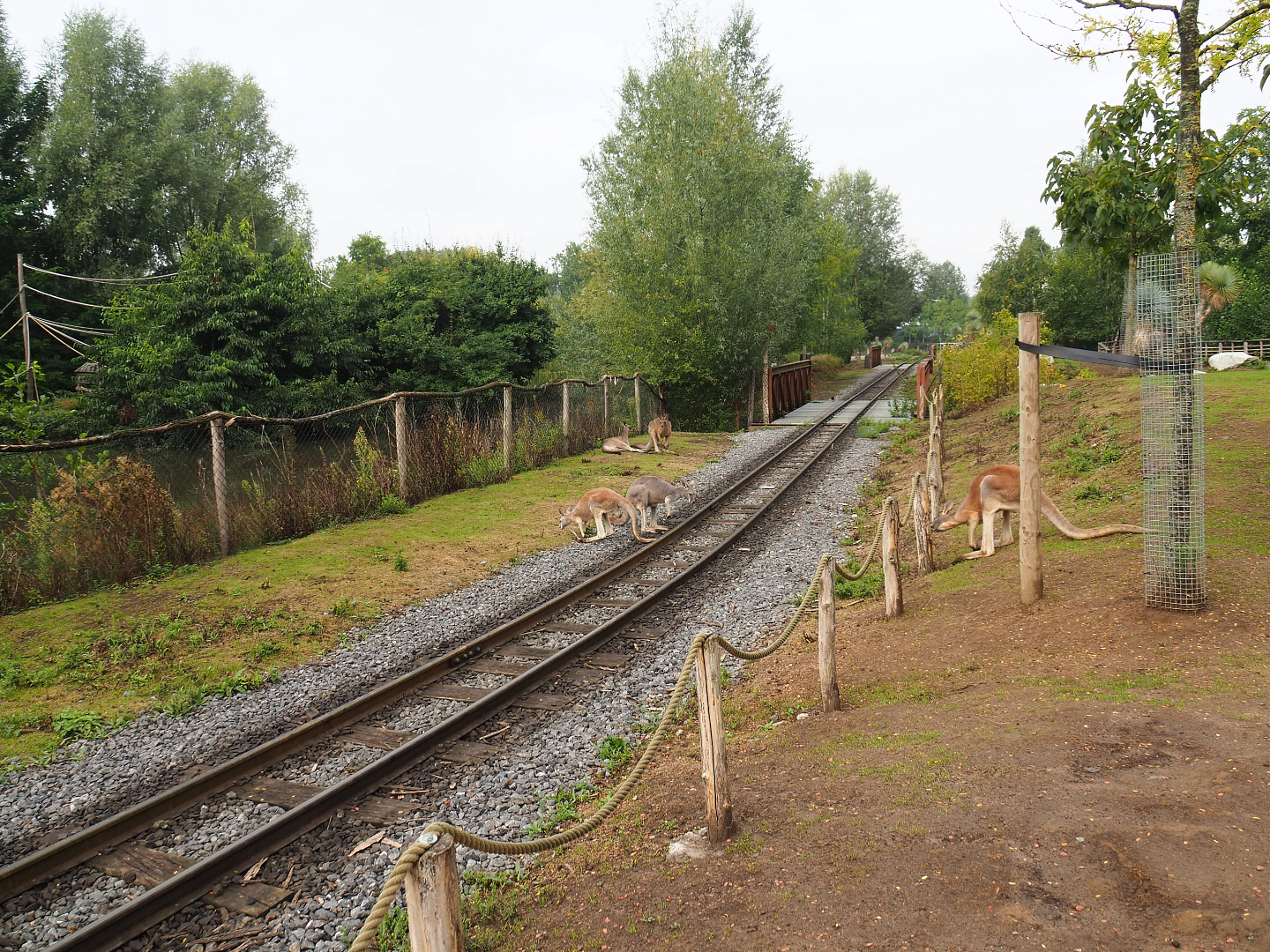 Railway for steam train running through the Emu, Kangaroo and Wallaby exhibit, 2022-09-15