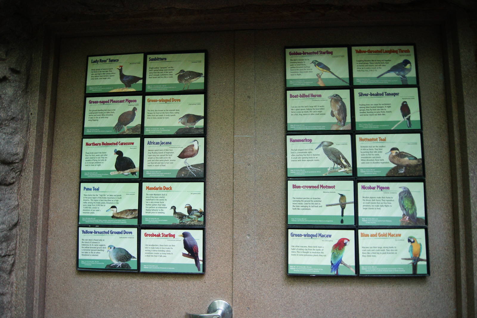 Rain Forest Bird Sign List