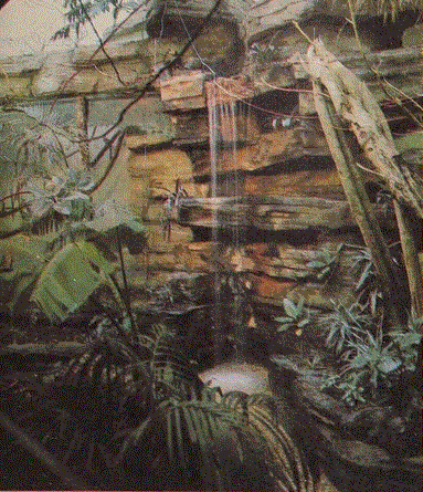Rain Forest Exhibit 1978
