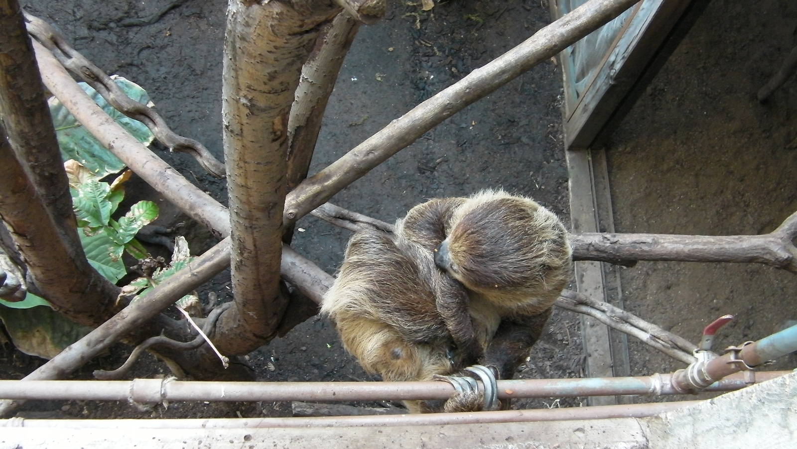 Rain Forest Exhibit - 24.03.2012