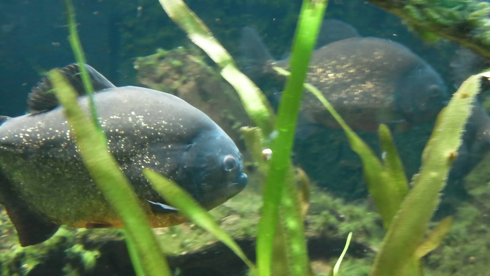 Rain Forest Exhibit - 24.03.2012