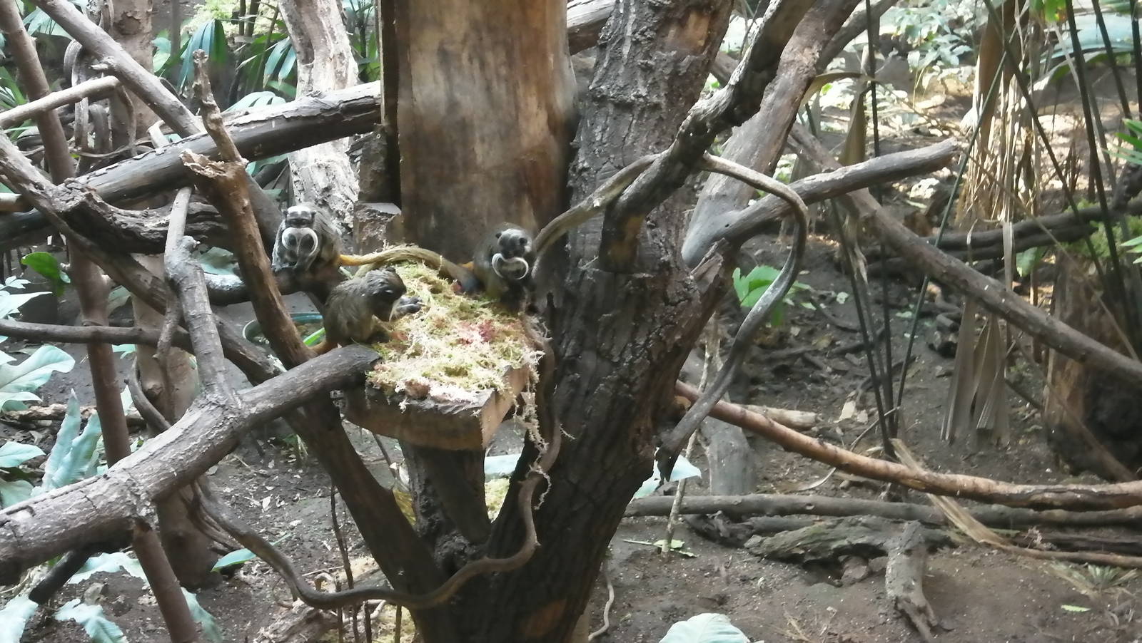 Rain Forest Exhibit - 24.03.2012