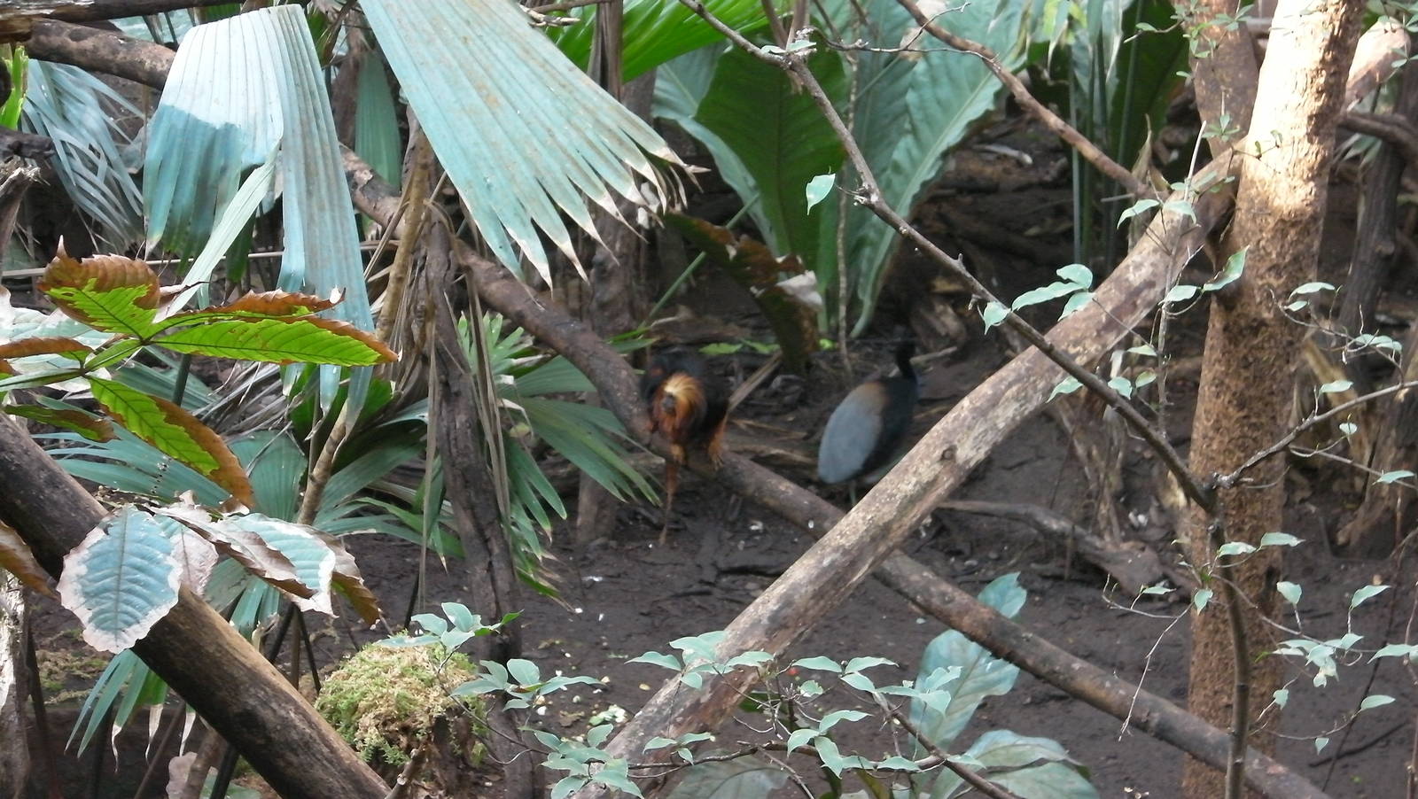 Rain Forest Exhibit - 24.03.2012