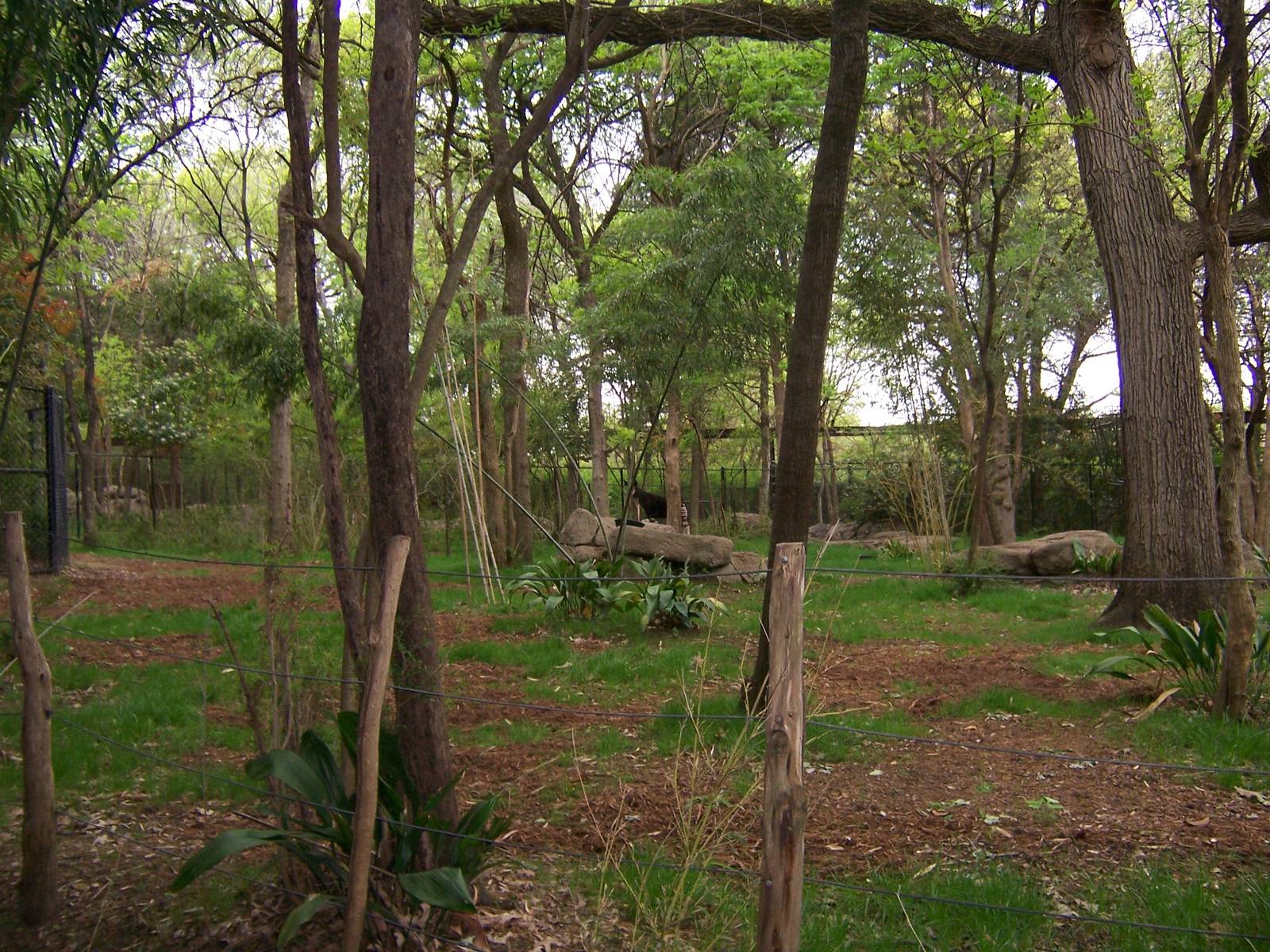 Rain Forest Habitat (Okapis)
