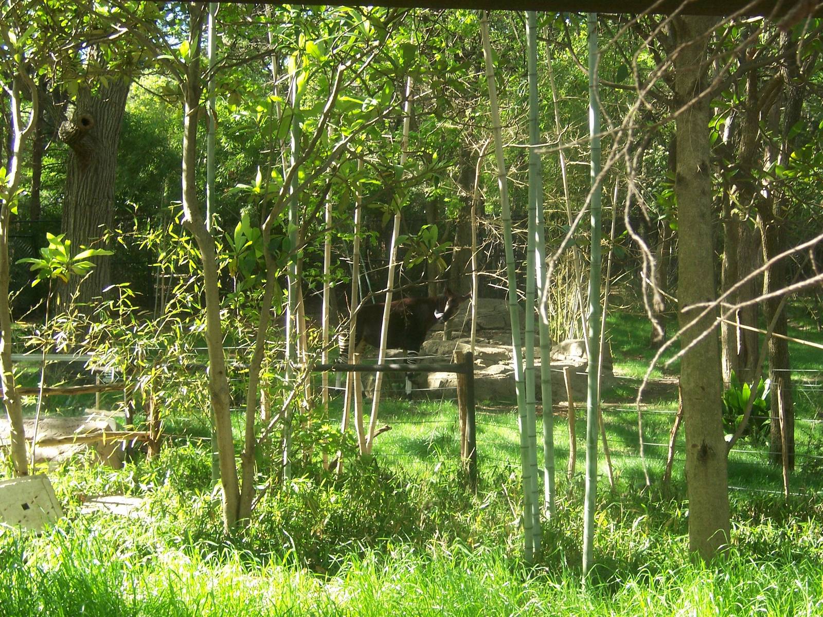 Rain Forest Habitat (Okapis)