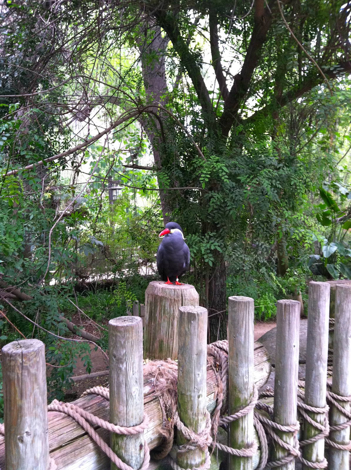 Rain Forrest exhibit