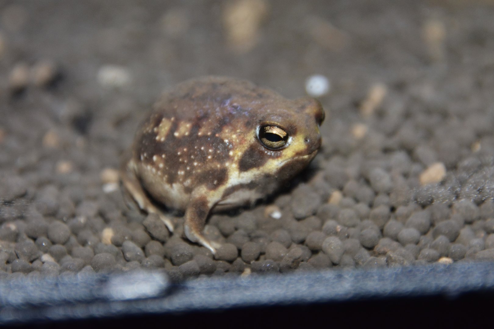 Rain frog (Breviceps adspersus)