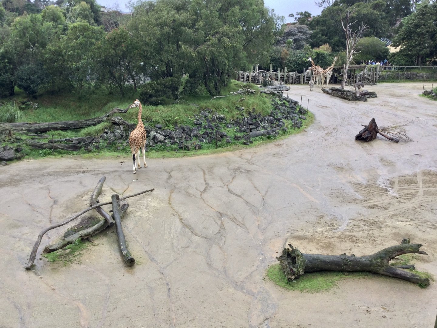 Rain on the African Savannah