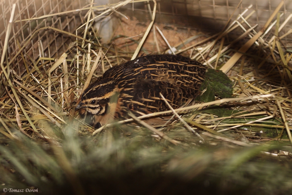 Rain Quail (Coturnix coromandelica) male