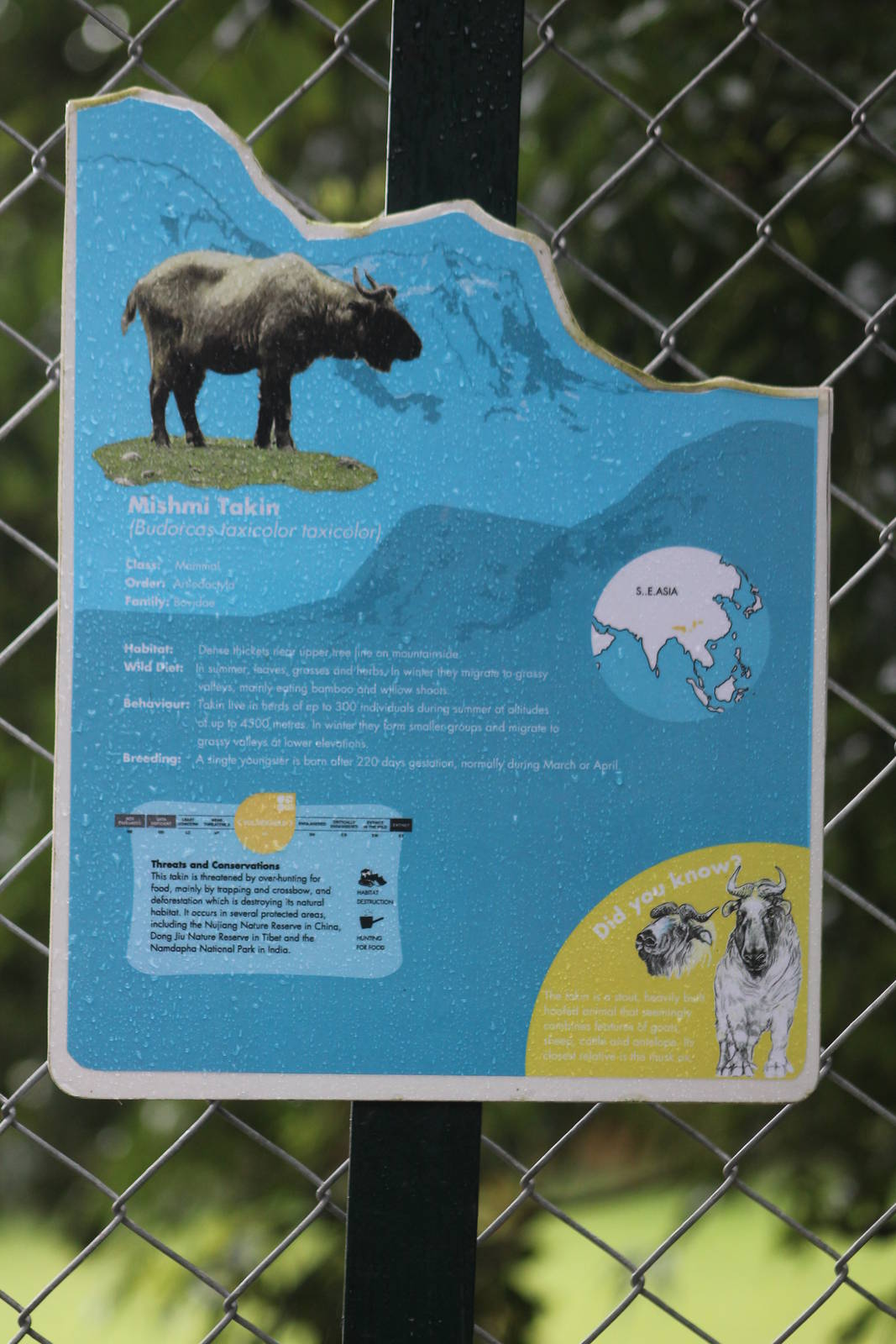 rain soaked Takin label Paignton Zoo 25th August 2012