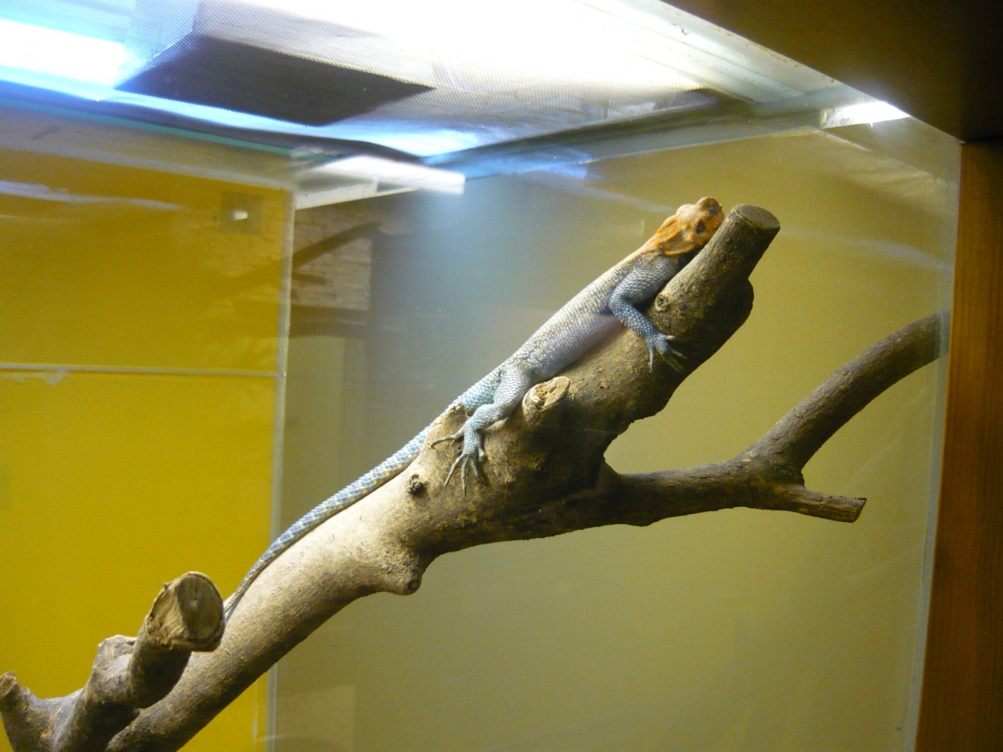 Rainbow agama (Agama agama)