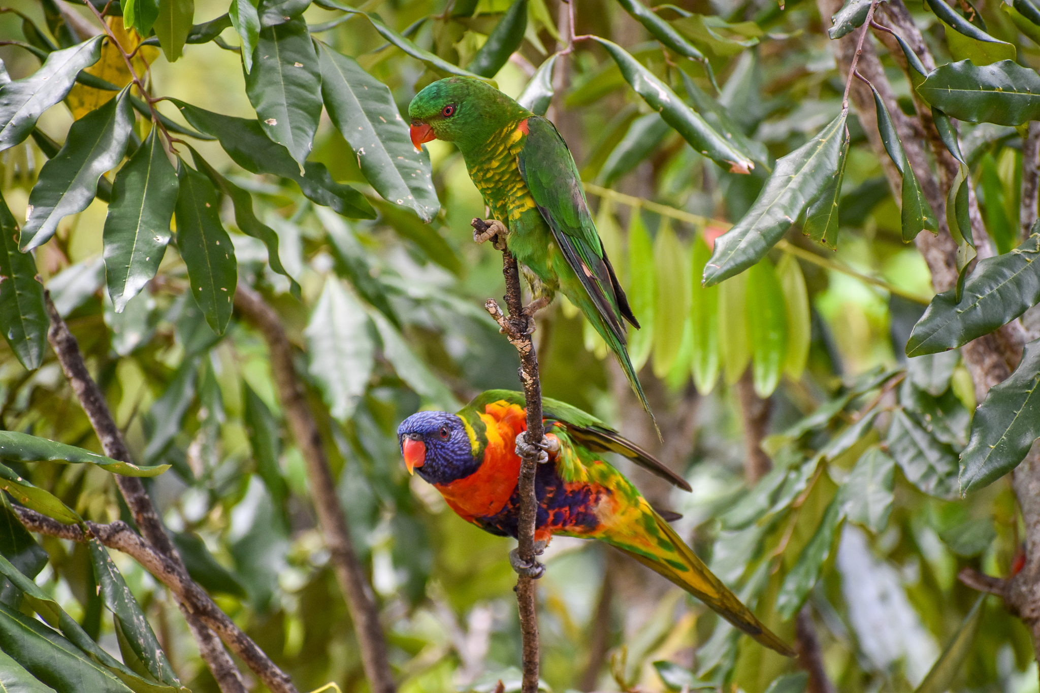 Rainbow and Scaly-breasted Lorikeets