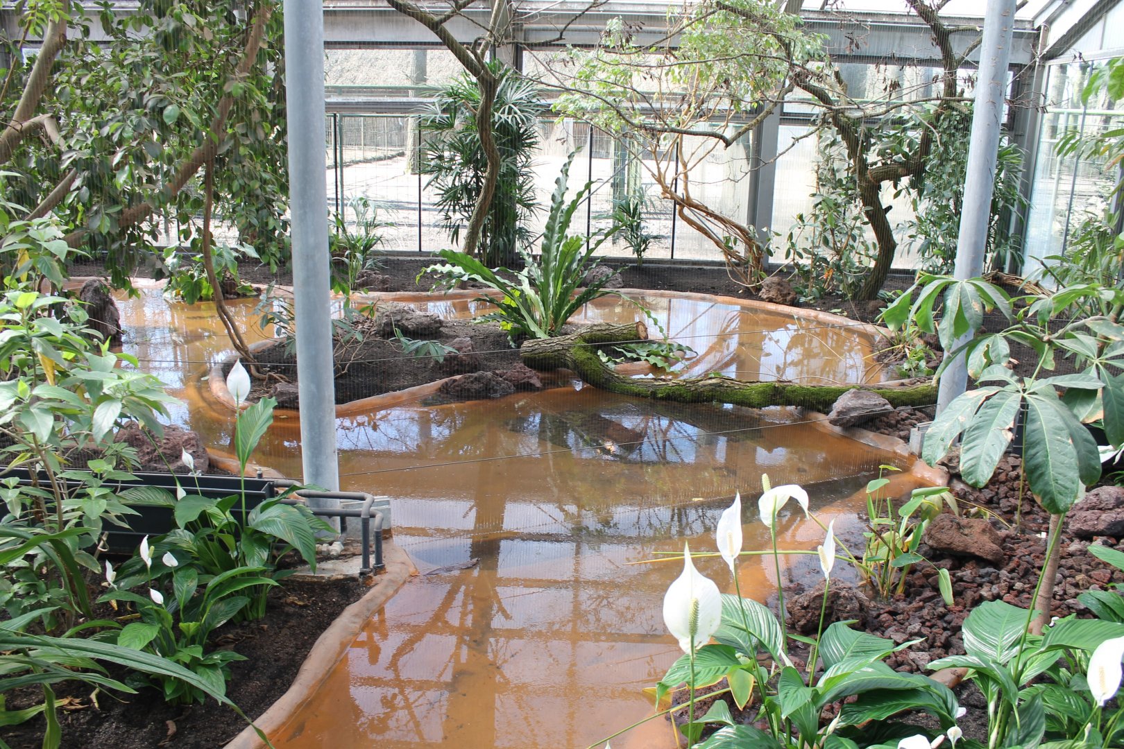 Rainbow-aviary ( Oriental or Neotropical ? )