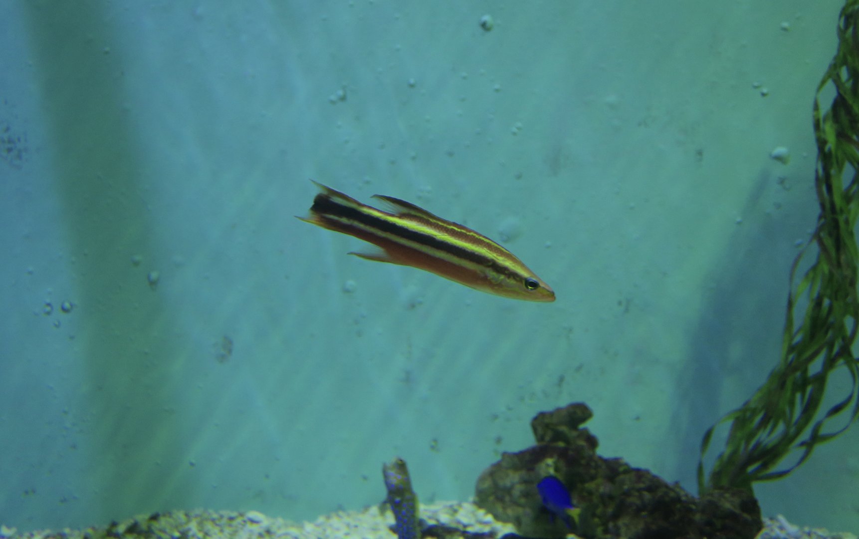 Rainbow Basslet (Liopropoma fasciatum)