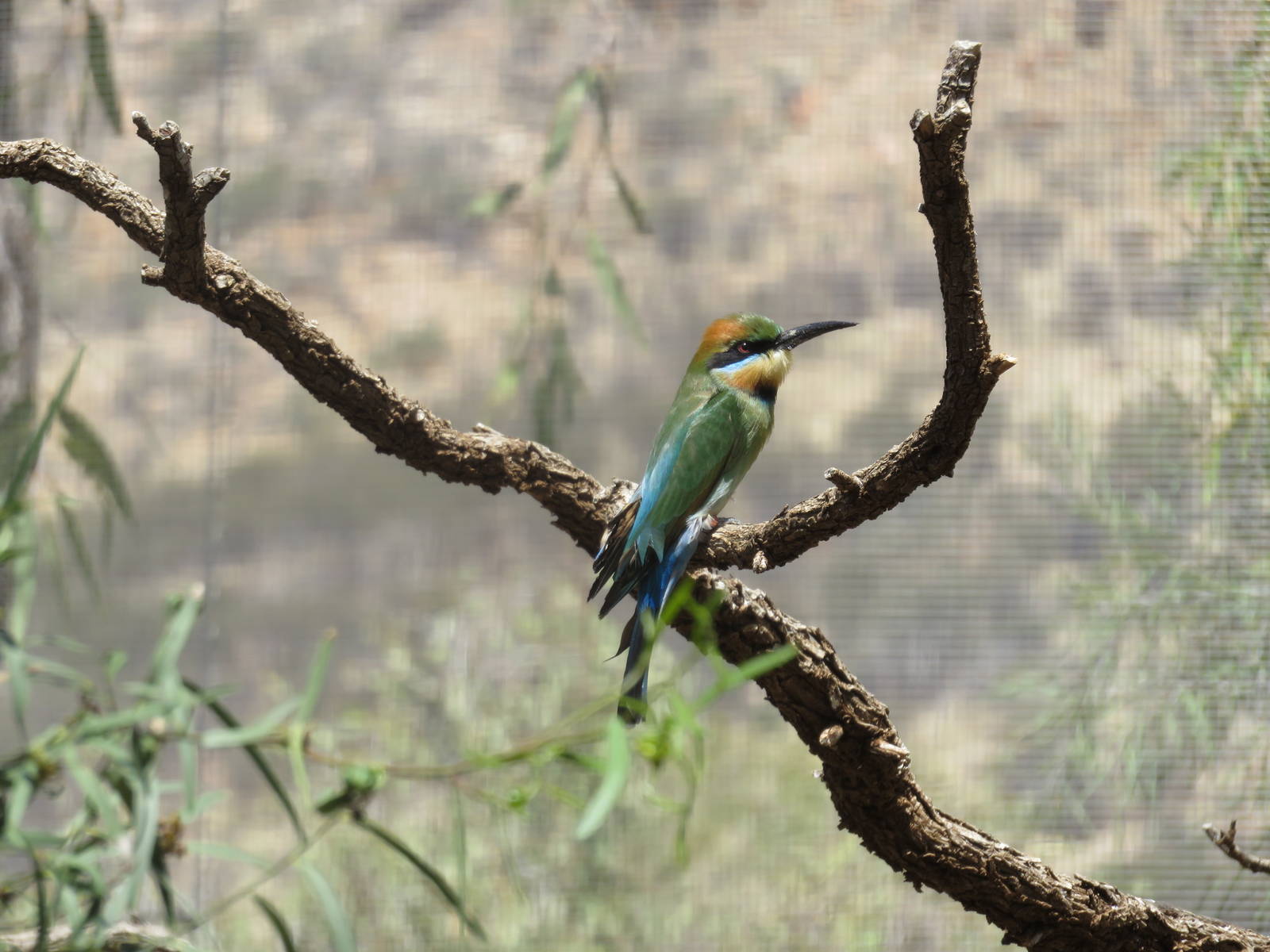 Rainbow Bee-eater, Alice Springs Desert Park