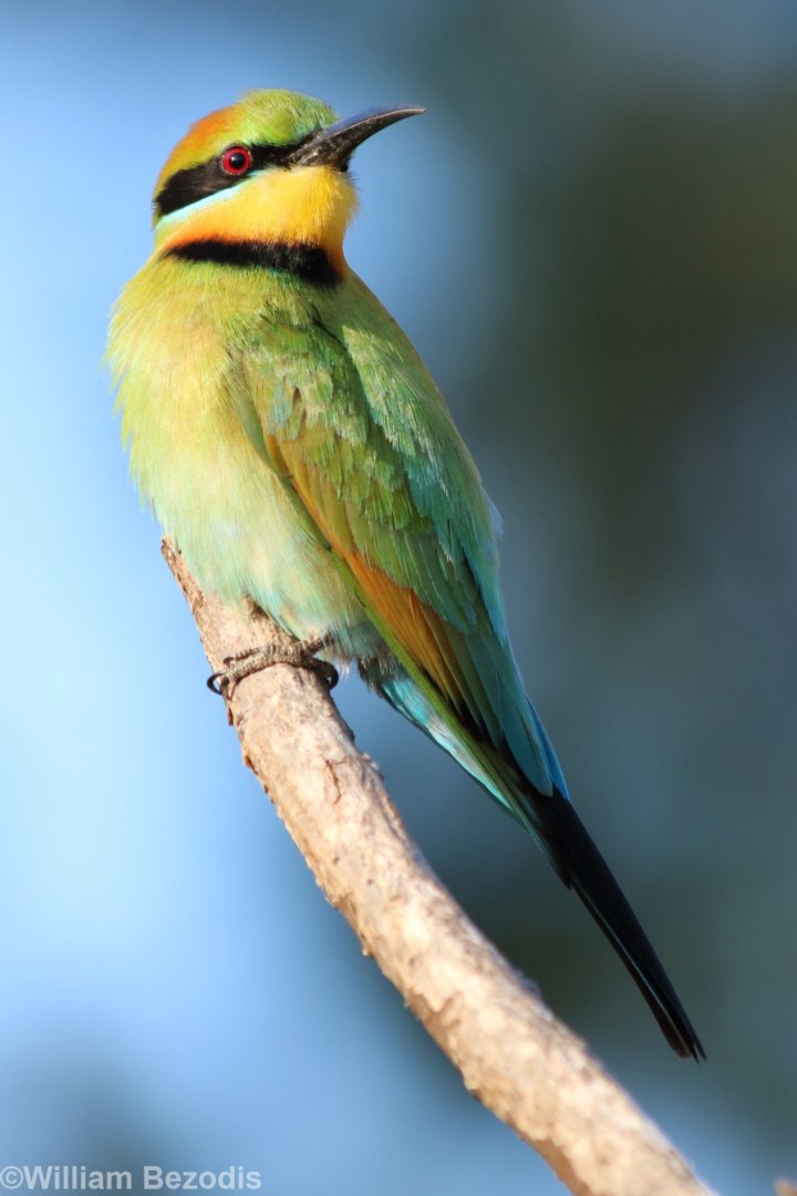 Rainbow Bee-eater, Darwin