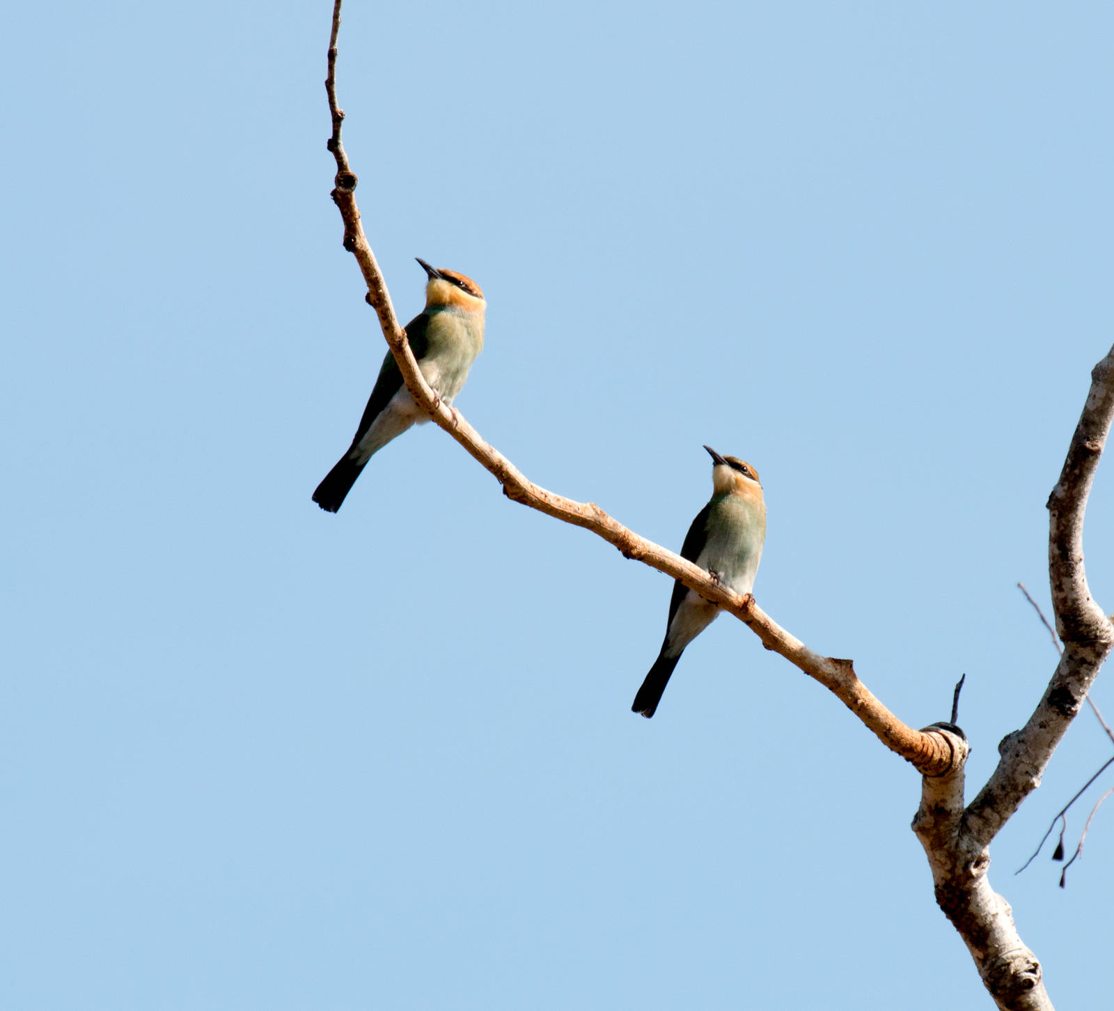 Rainbow Bee-eater immature