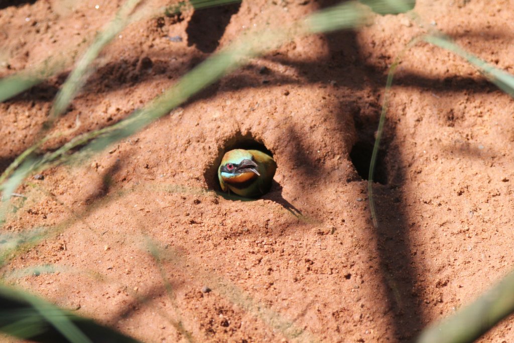 Rainbow Bee-eater in nesthole