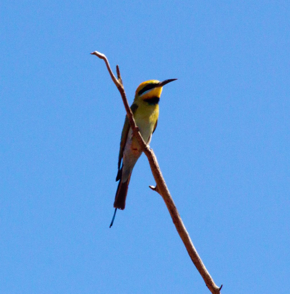 Rainbow Bee-eater (Merops ornatus)