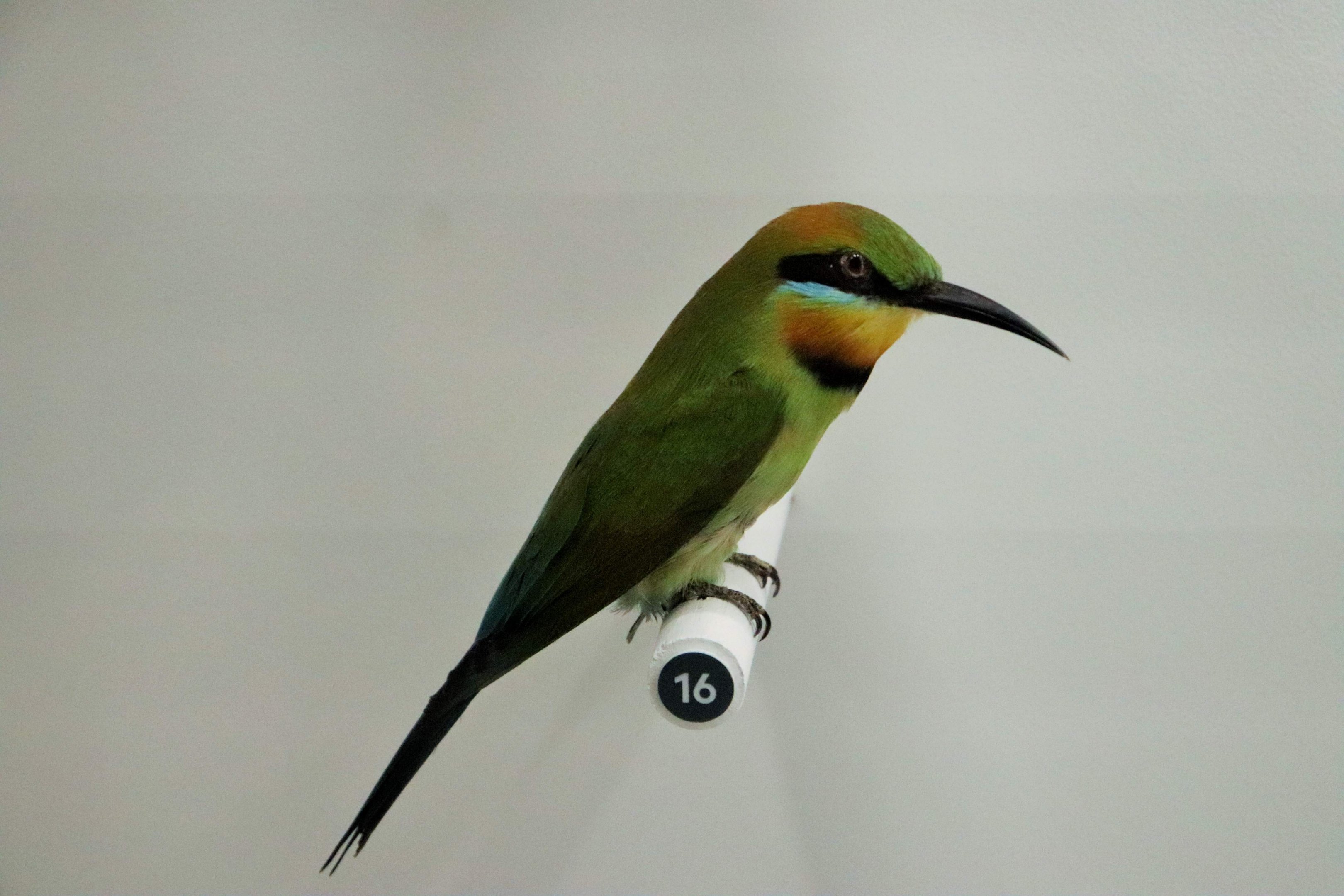 Rainbow Bee-eater (Merops ornatus)