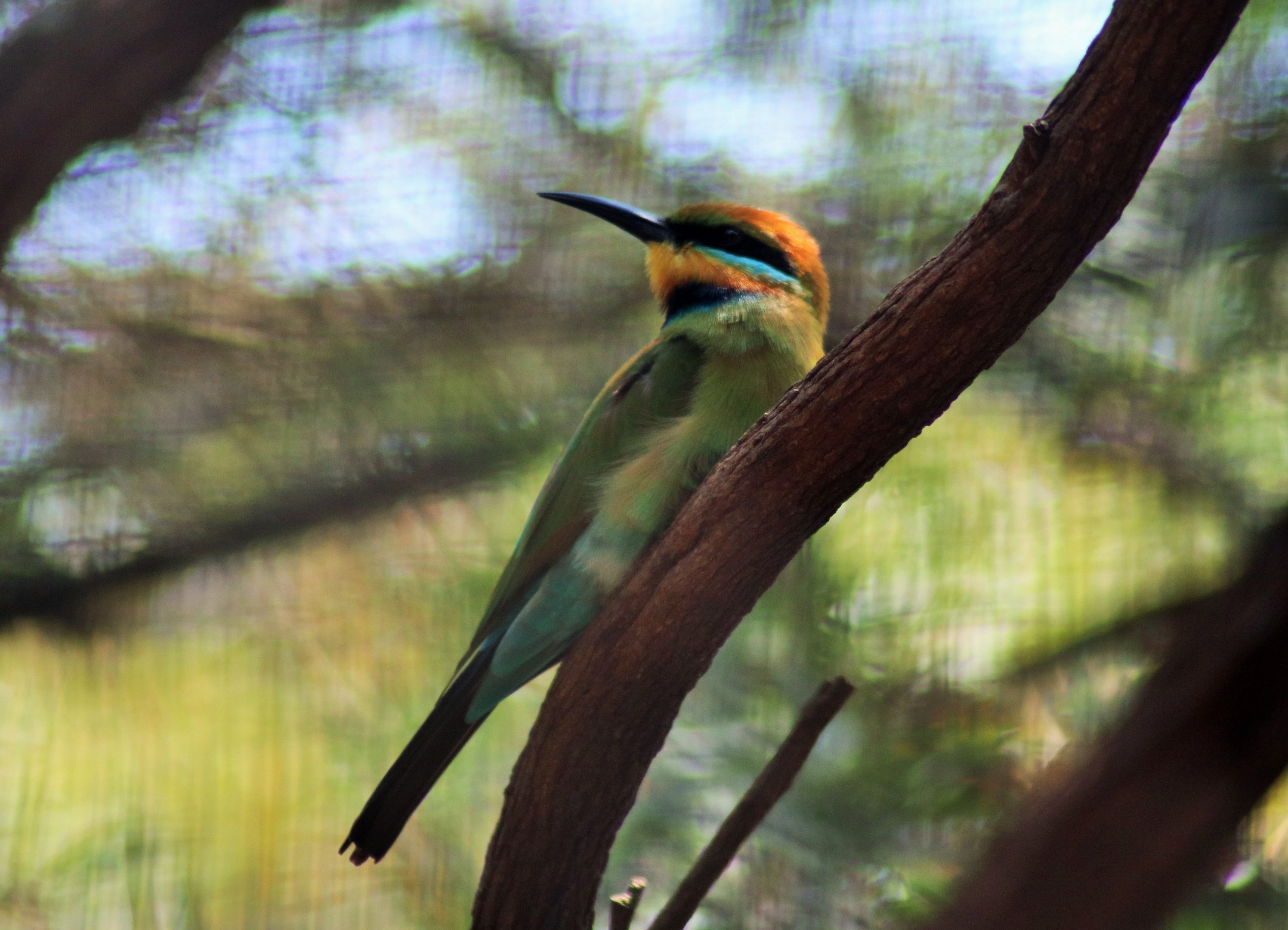 Rainbow Bee-eater (Merops ornatus)
