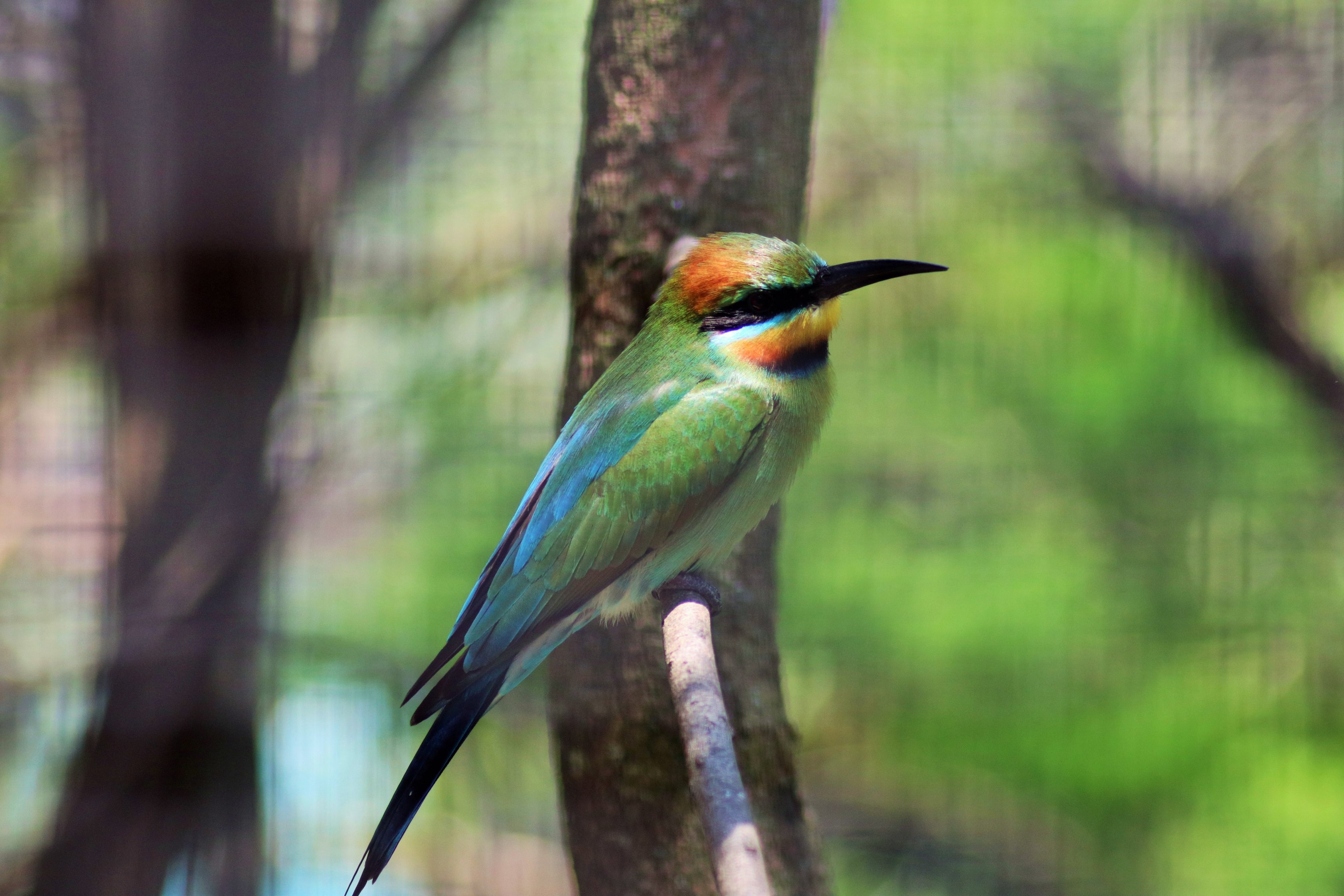 Rainbow Bee-eater (Merops ornatus)