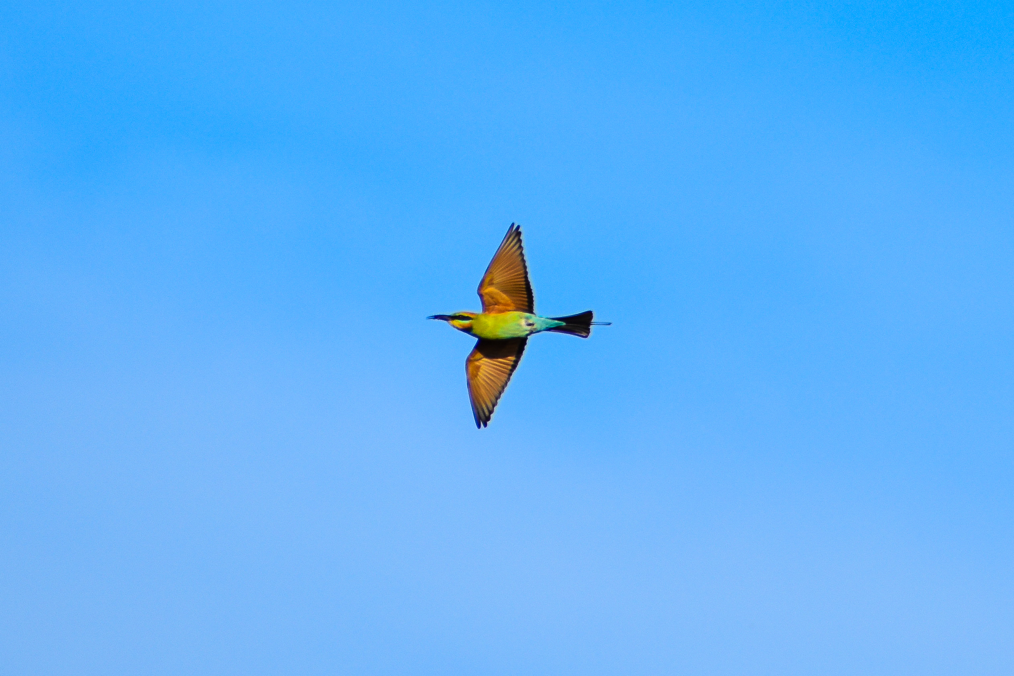 Rainbow Bee-eater (Merops ornatus)