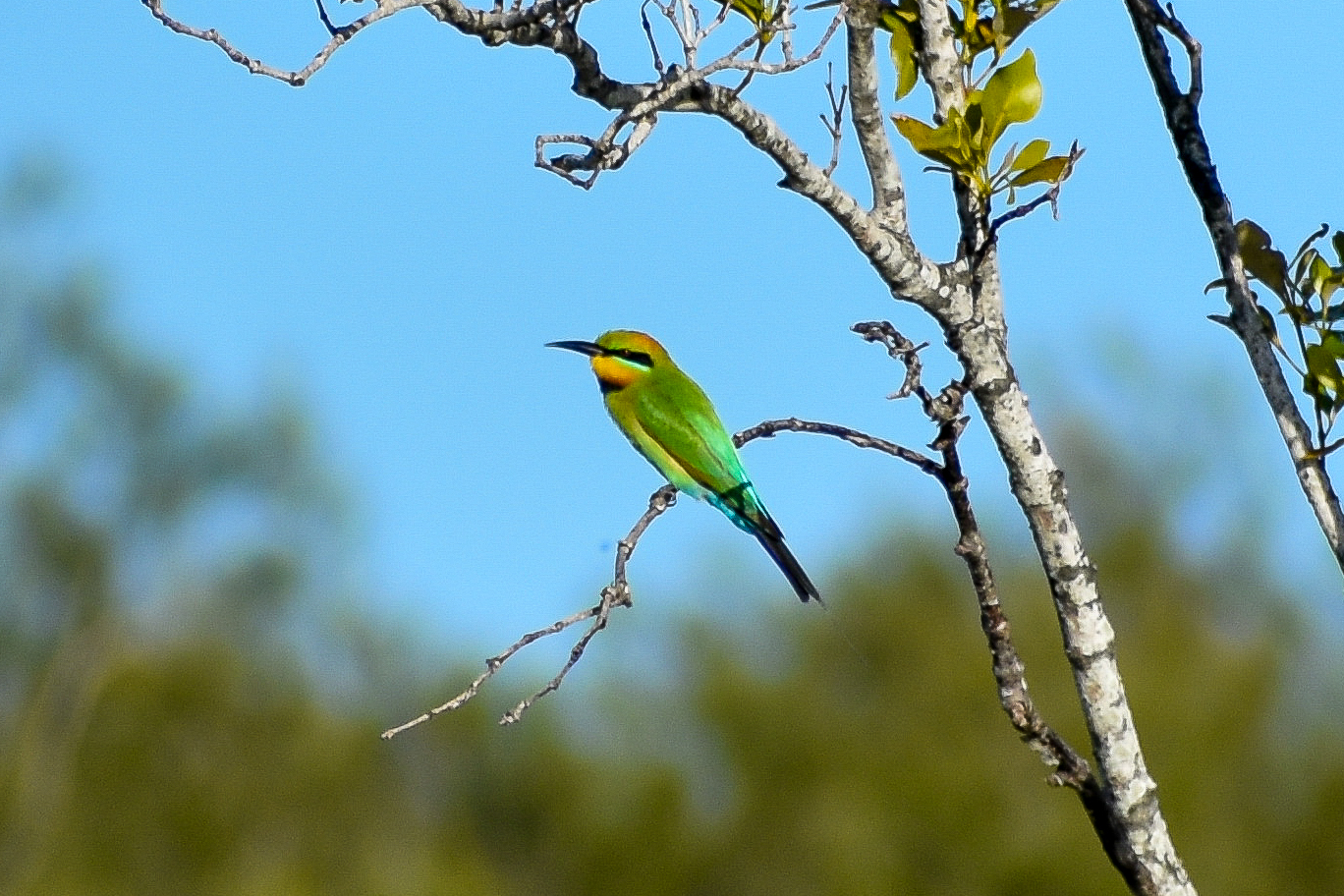 Rainbow Bee-eater (Merops ornatus)
