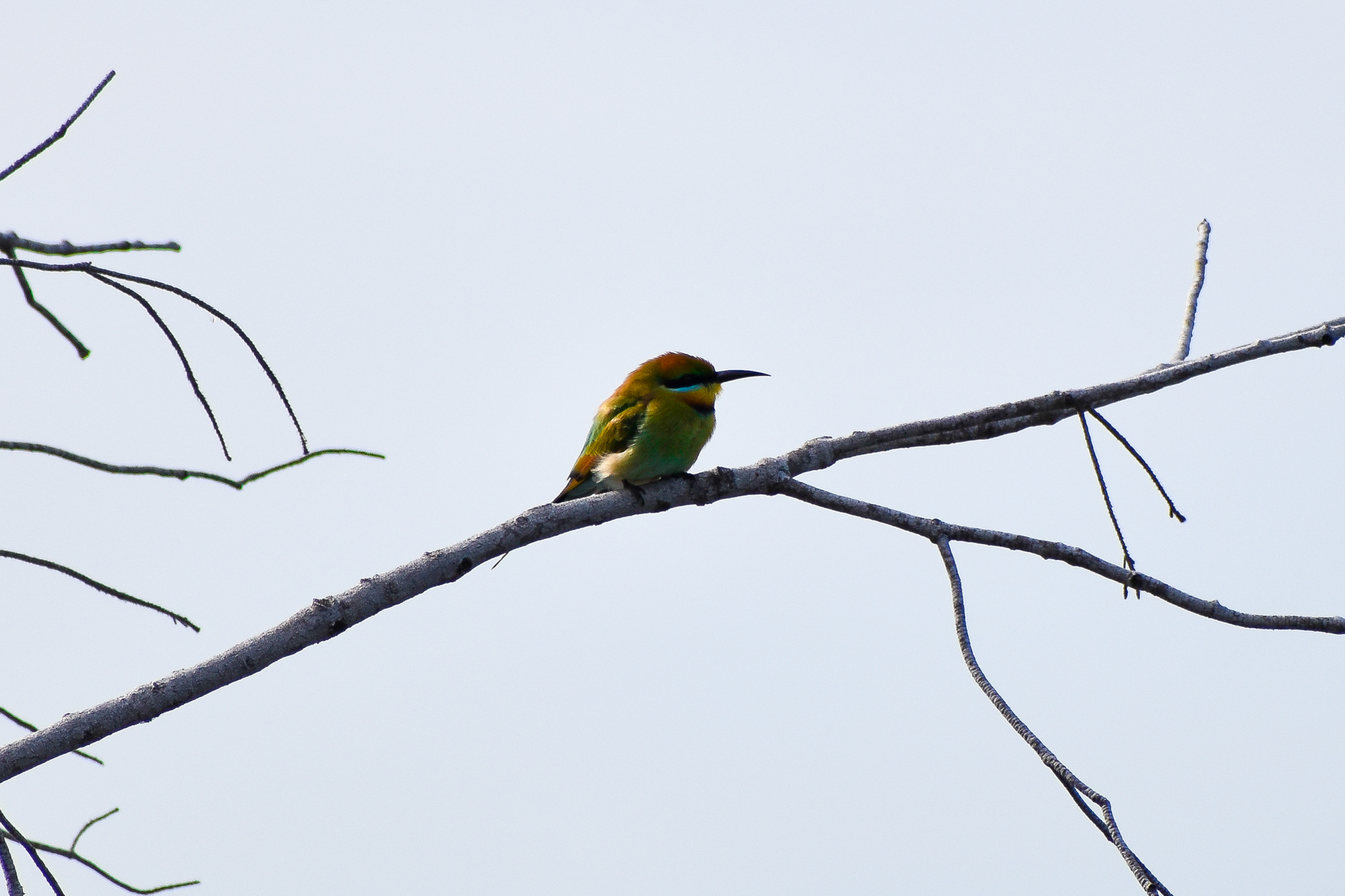 Rainbow Bee-eater (Merops ornatus)