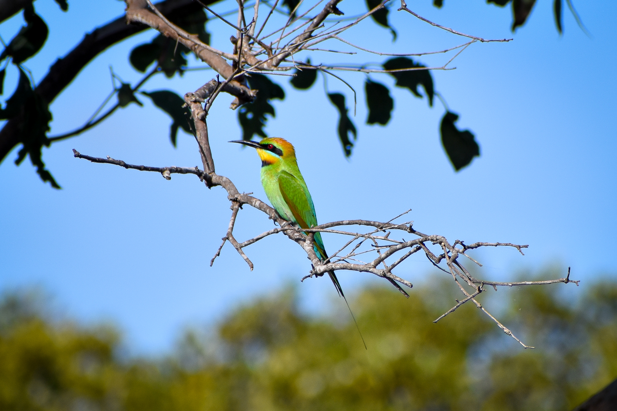 Rainbow Bee-eater (Merops ornatus)