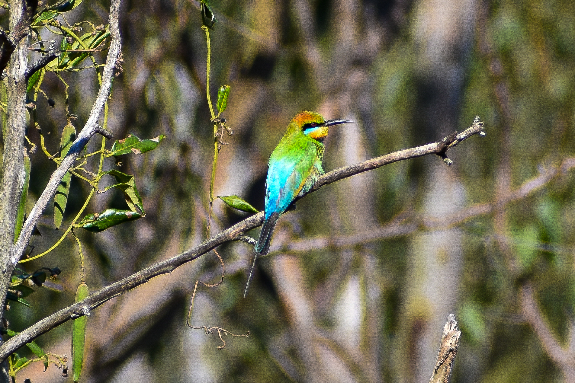 Rainbow Bee-eater (Merops ornatus)