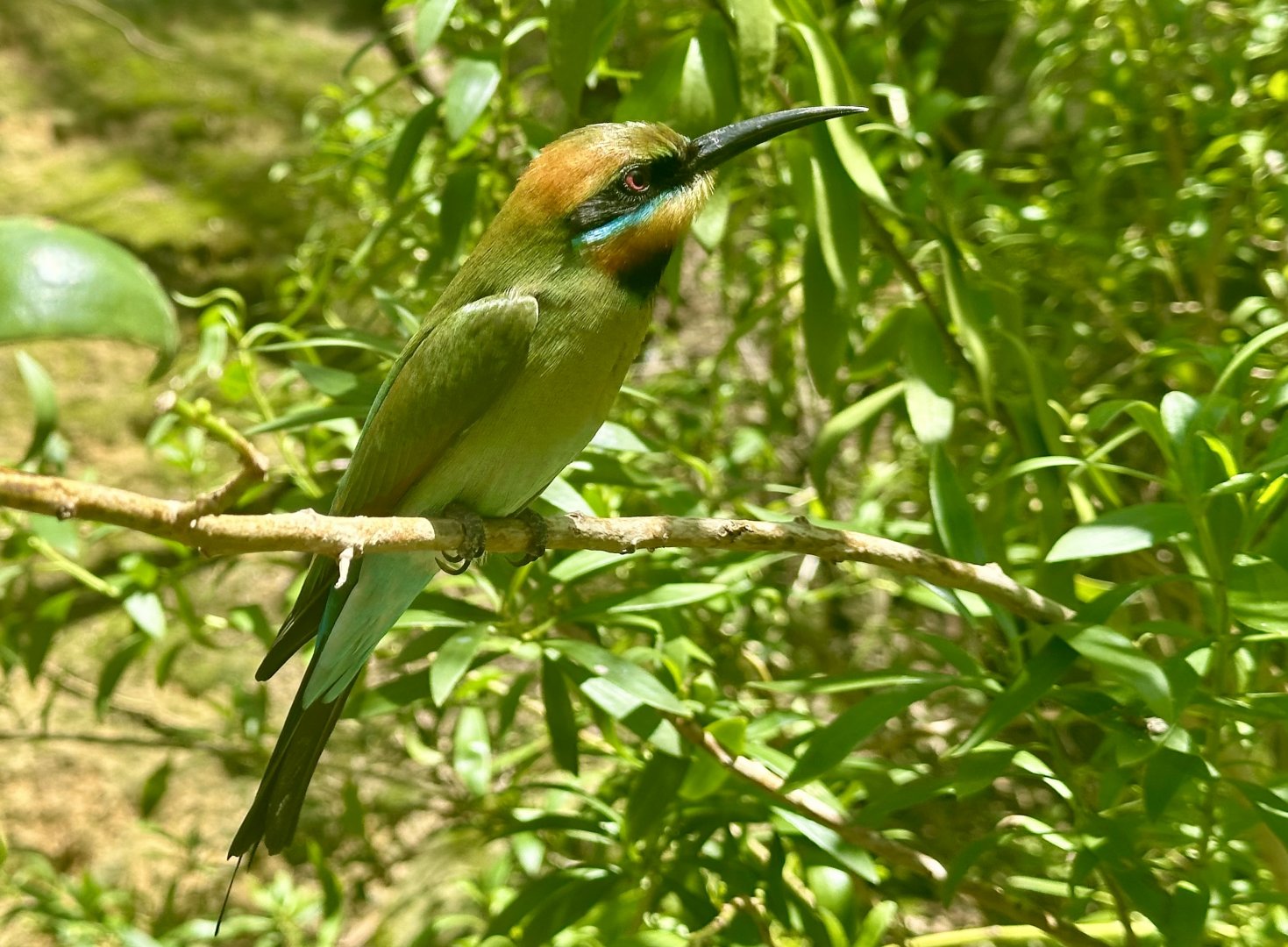 Rainbow bee-eater (Merops ornatus)