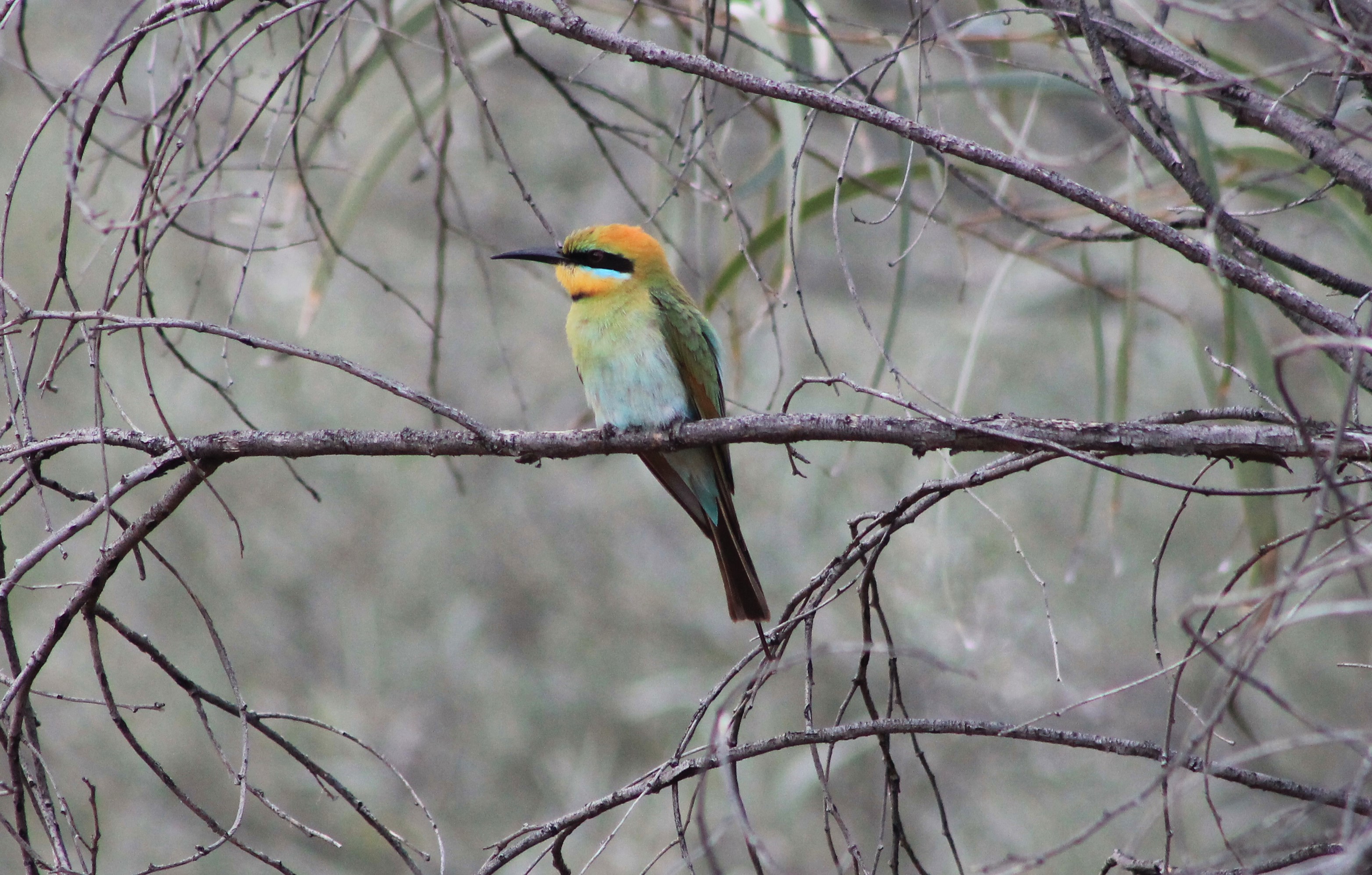 Rainbow Bee-eater (Merops ornatus)