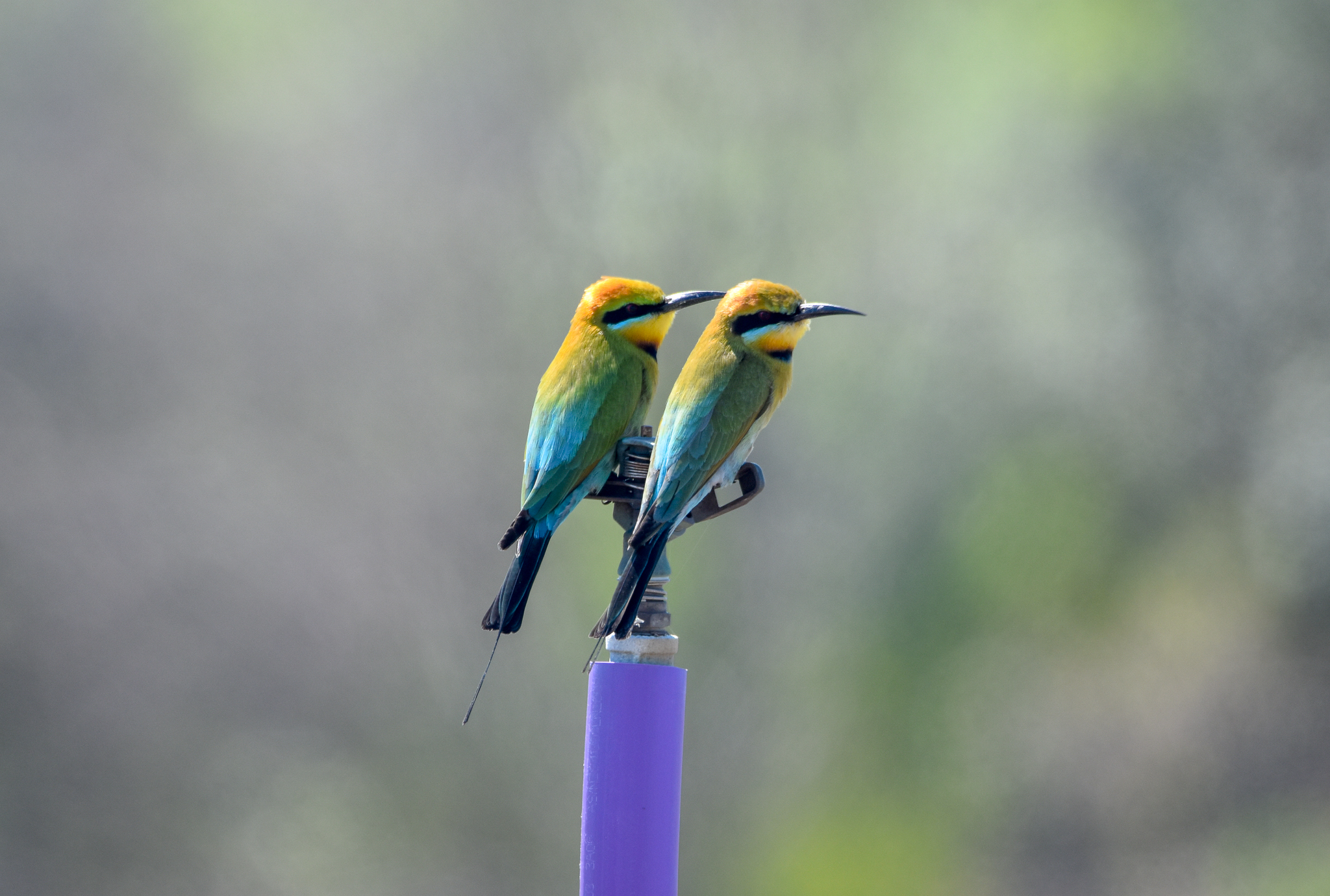 Rainbow Bee-eater pair