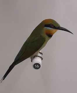 Rainbow Bee-Eater - Queensland Museum