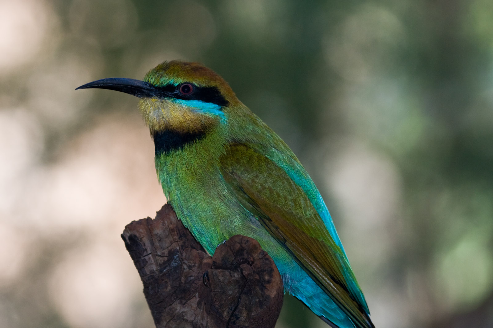Rainbow Bee-eater - Sep 2008