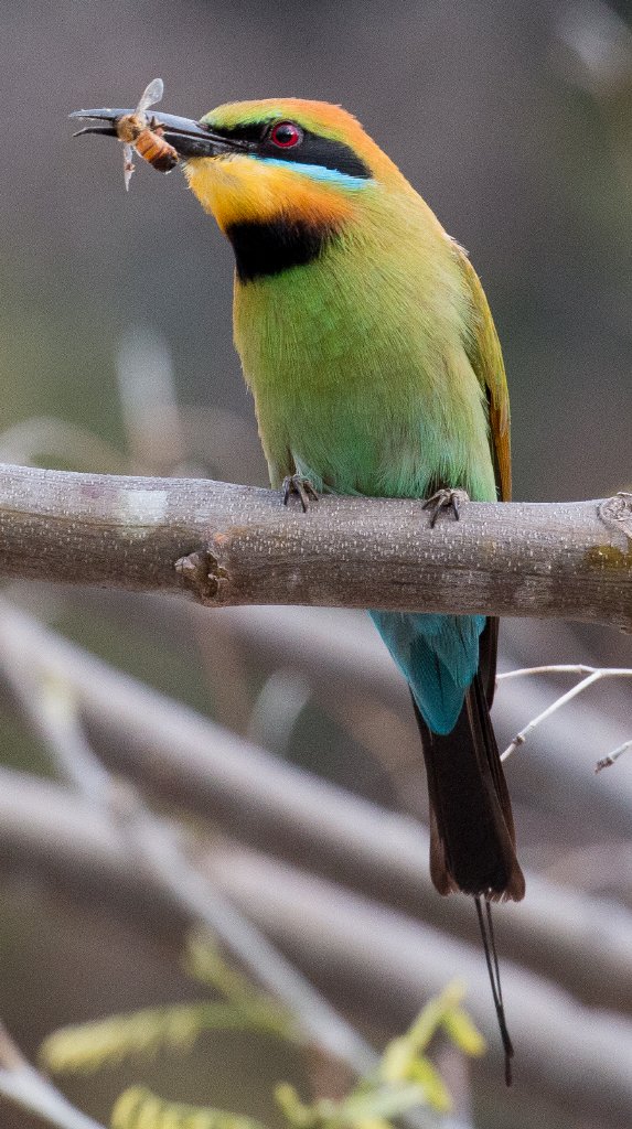 Rainbow Bee-eater with bee