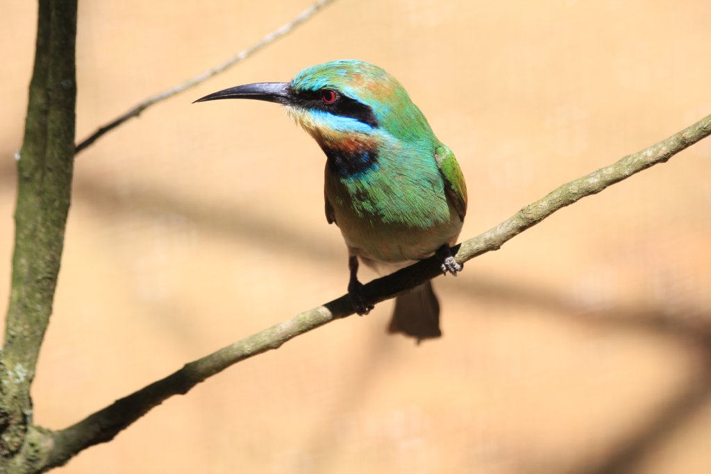 Rainbow Bee-eater