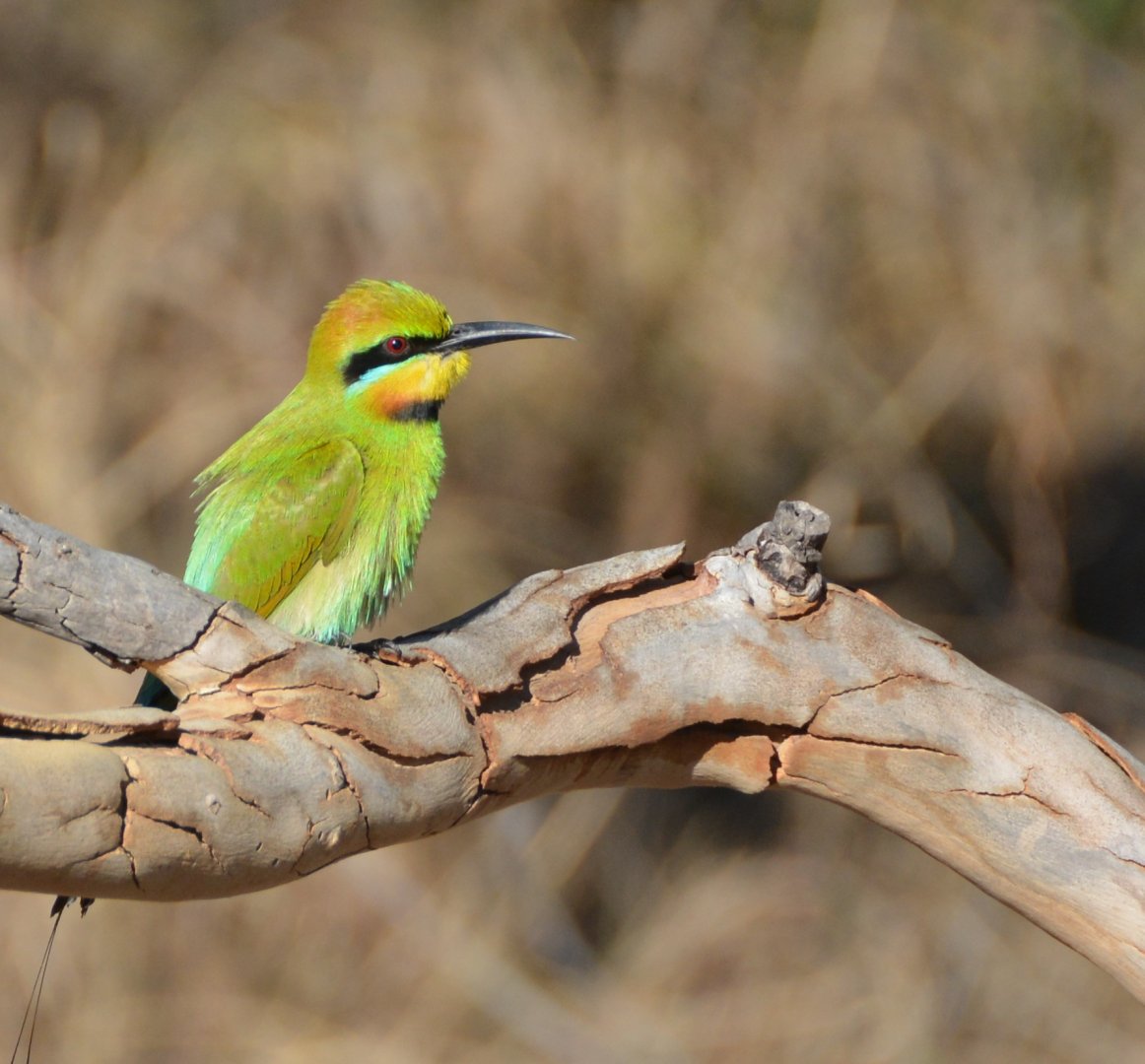 Rainbow bee-eater