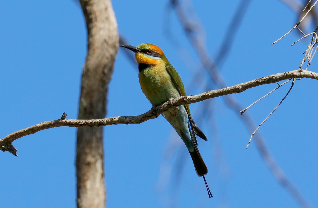 Rainbow Bee-eater